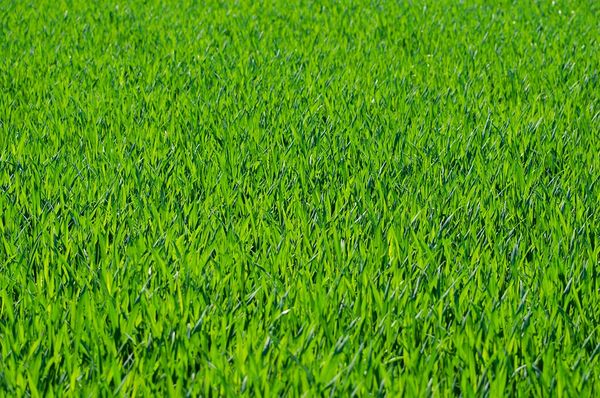 Sztuczna trawa - poznaj jej zastosowanie